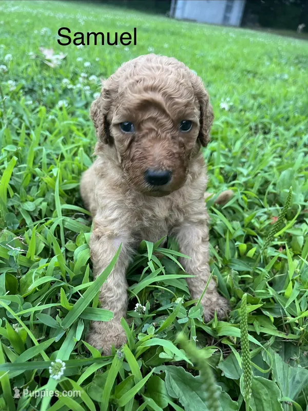 Samuel – Goldendoodle puppy for sale in Liberal, MO