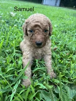 Samuel, a male Goldendoodle for sale in Liberal, MO – 1 of 2