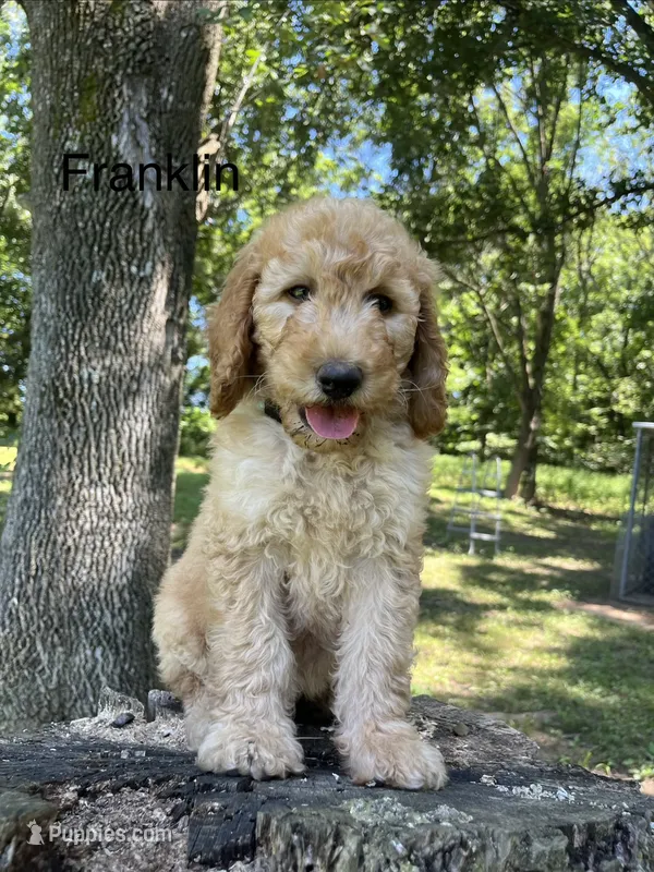 Franklin  – Goldendoodle puppy for sale in Liberal, MO