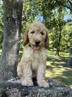 Franklin , a male Goldendoodle for sale in Liberal, MO – 3 of 5