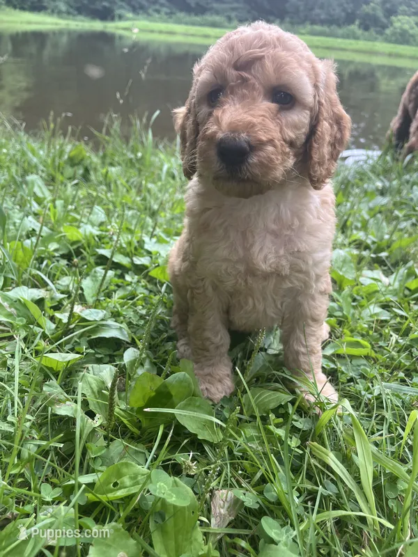 TJ – Goldendoodle puppy for sale in Liberal, MO