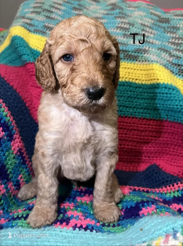 TJ – Goldendoodle puppy for sale in Liberal, MO