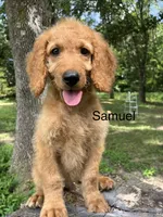 Samuel, a male Goldendoodle for sale in Liberal, MO – 2 of 7