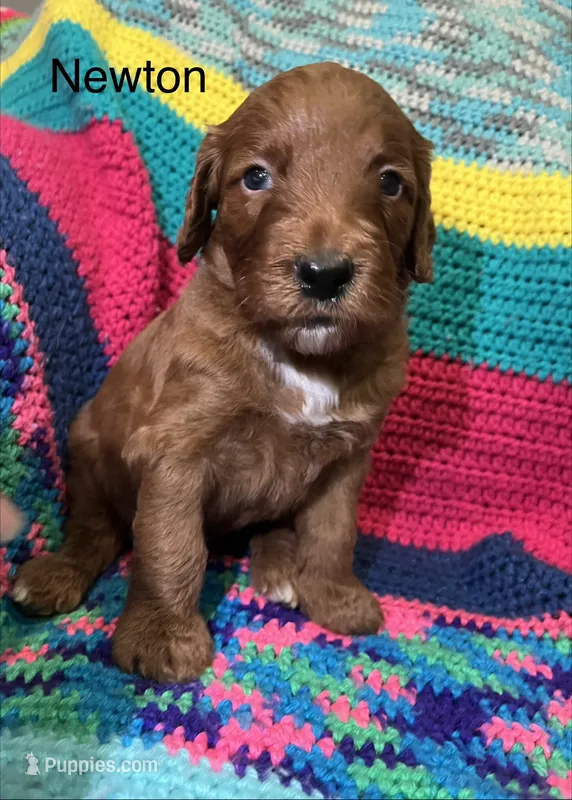 Newton – Goldendoodle puppy for sale in Liberal, MO