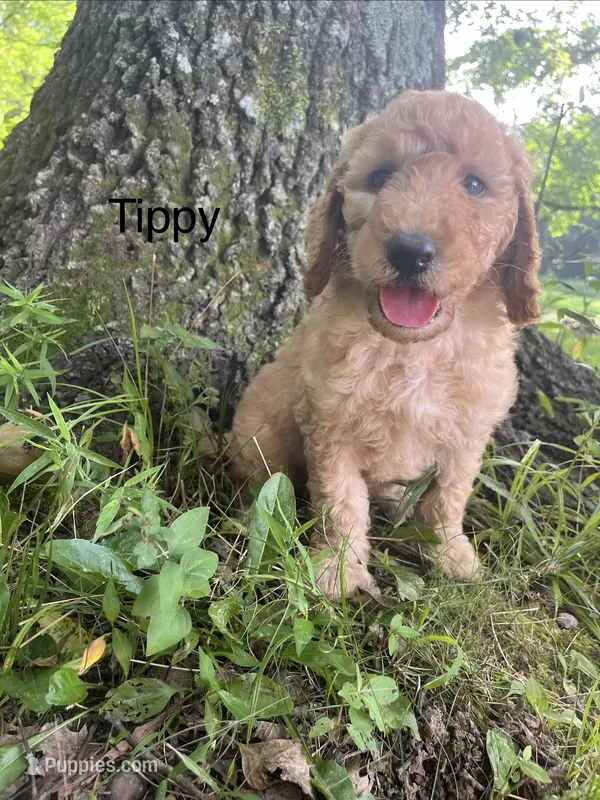 Tippy – Goldendoodle puppy for sale in Liberal, MO