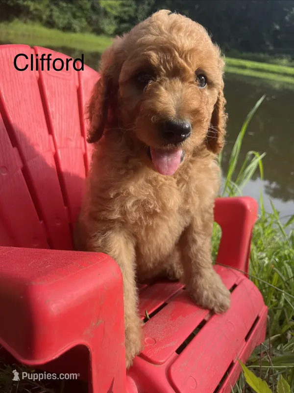 Clifford – Goldendoodle puppy for sale in Liberal, MO