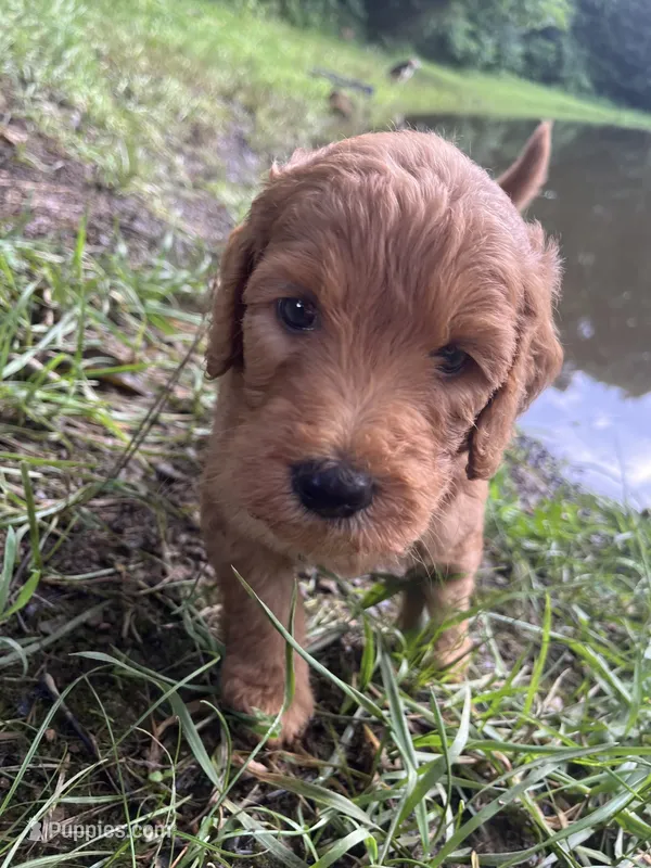 Truman – Goldendoodle puppy for sale in Liberal, MO