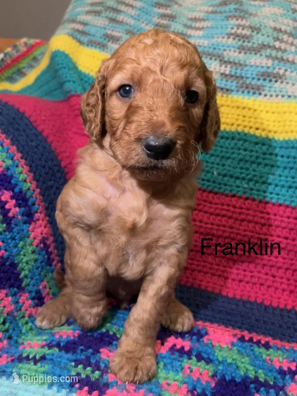 Franklin  – Goldendoodle puppy for sale in Liberal, MO