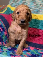 Franklin , a male Goldendoodle for sale in Liberal, MO – 5 of 5