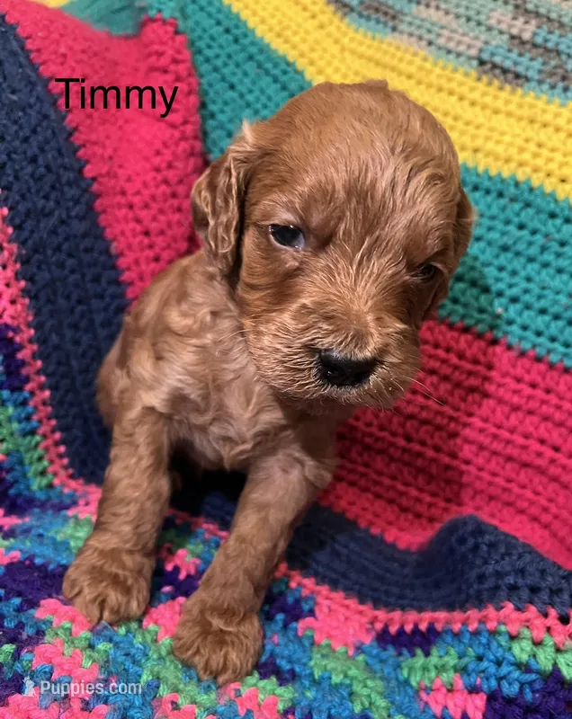 Timmy – Goldendoodle puppy for sale in Liberal, MO