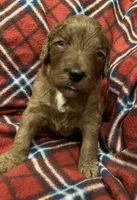 Newton, a male Goldendoodle for sale in Liberal, MO – 2 of 3