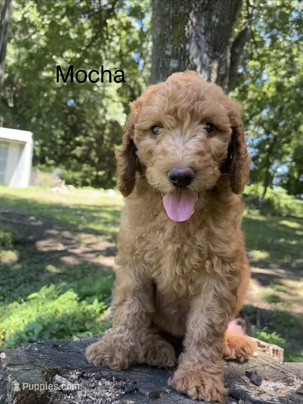 Mocha – Goldendoodle puppy for sale in Liberal, MO