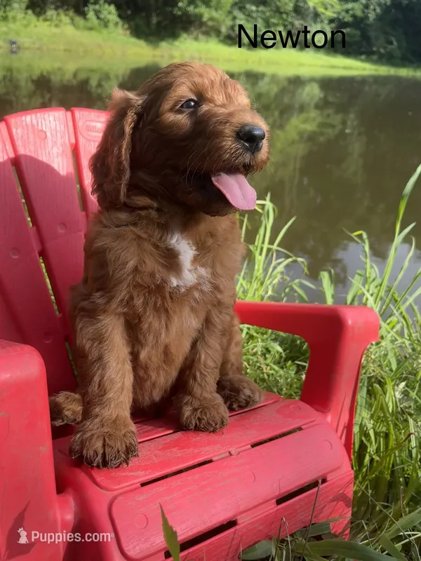 Newton – Goldendoodle puppy for sale in Liberal, MO