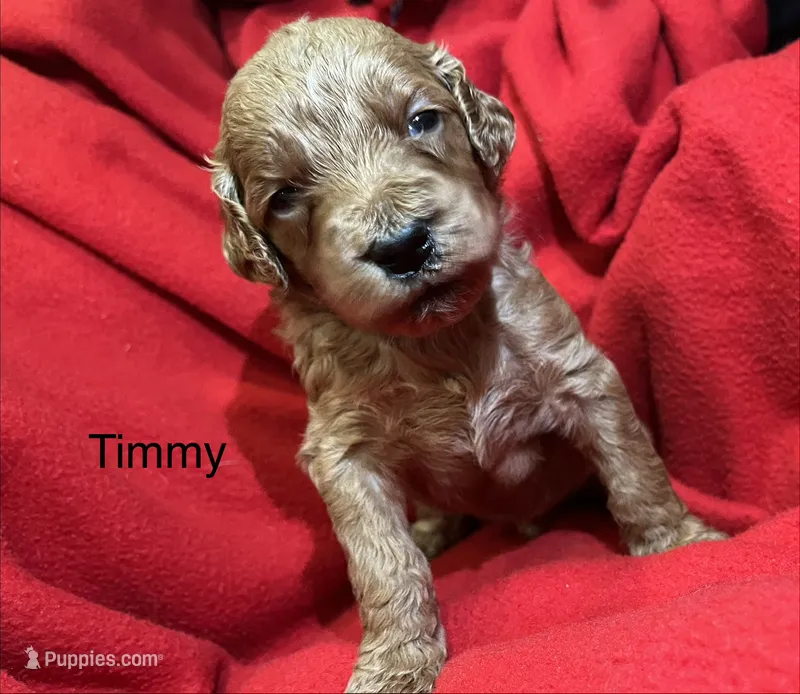 Timmy – Goldendoodle puppy for sale in Liberal, MO