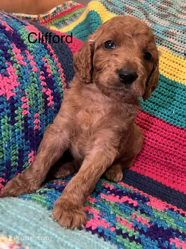 Clifford – Goldendoodle puppy for sale in Liberal, MO