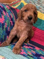 Clifford, a male Goldendoodle for sale in Liberal, MO – 1 of 1