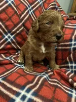 Newton, a male Goldendoodle for sale in Liberal, MO – 3 of 3