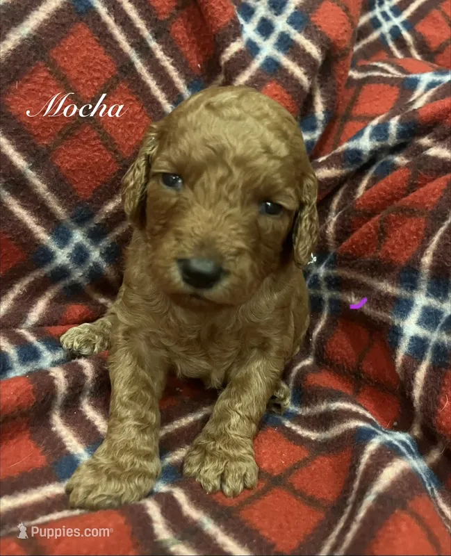Mocha – Goldendoodle puppy for sale in Liberal, MO