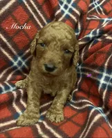 Mocha, a female Goldendoodle for sale in Liberal, MO – 1 of 1