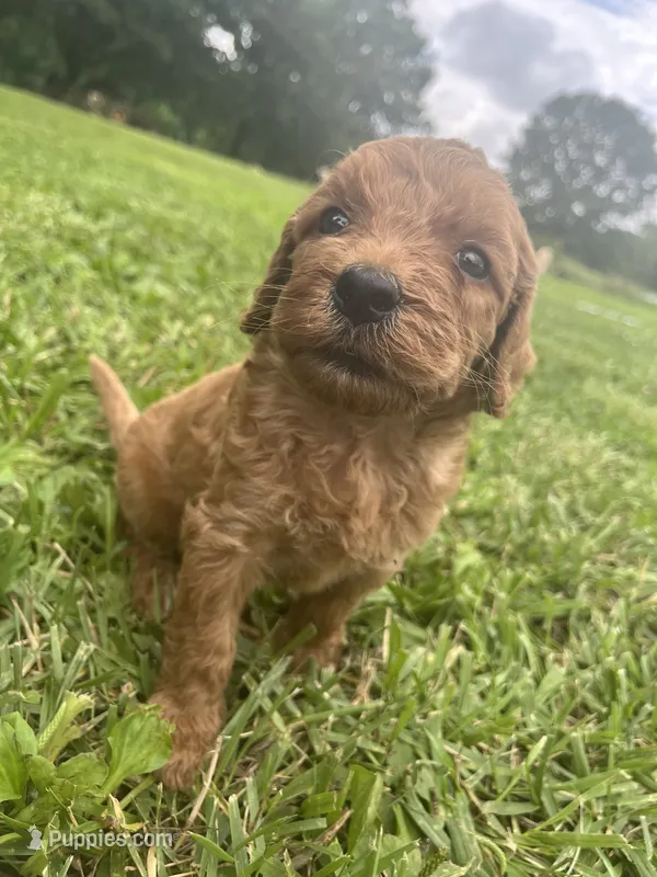 Timmy – Goldendoodle puppy for sale in Liberal, MO
