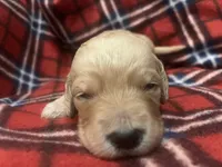 Blondie, a female Goldendoodle for sale in Liberal, MO – 2 of 2