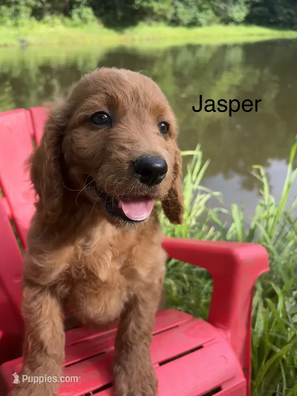 Jasper – Goldendoodle puppy for sale in Liberal, MO