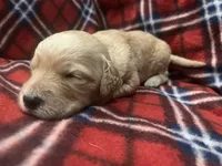 Blondie, a female Goldendoodle for sale in Liberal, MO – 1 of 2
