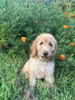 Franklin , a male Goldendoodle for sale in Liberal, MO – 1 of 5