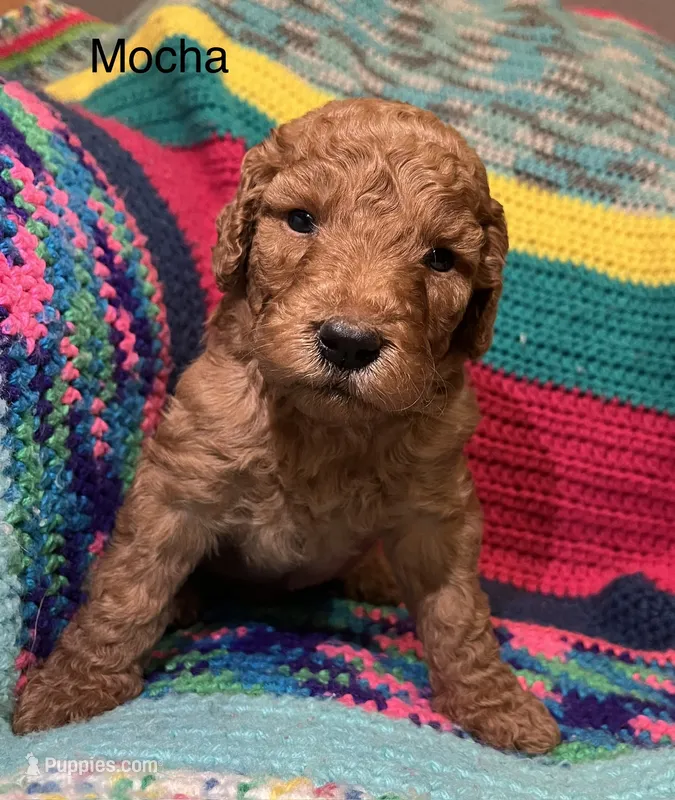 Mocha – Goldendoodle puppy for sale in Liberal, MO