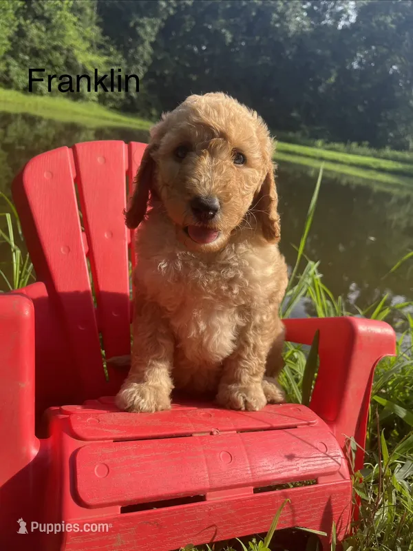 Franklin  – Goldendoodle puppy for sale in Liberal, MO