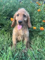 Samuel, a male Goldendoodle for sale in Liberal, MO – 1 of 7