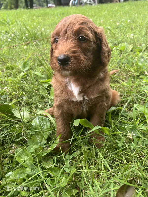 Newton – Goldendoodle puppy for sale in Liberal, MO