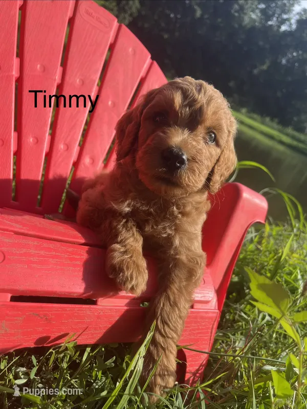 Timmy – Goldendoodle puppy for sale in Liberal, MO