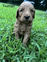 Truman, a male Goldendoodle for sale in Liberal, MO – 1 of 1