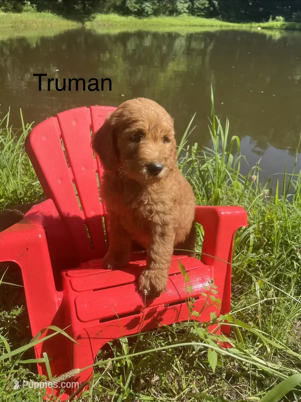 Truman – Goldendoodle puppy for sale in Liberal, MO