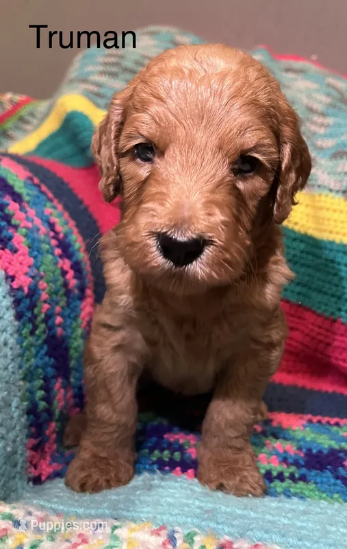 Truman – Goldendoodle puppy for sale in Liberal, MO