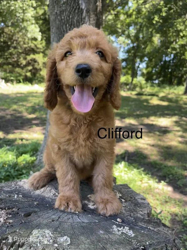 Clifford – Goldendoodle puppy for sale in Liberal, MO