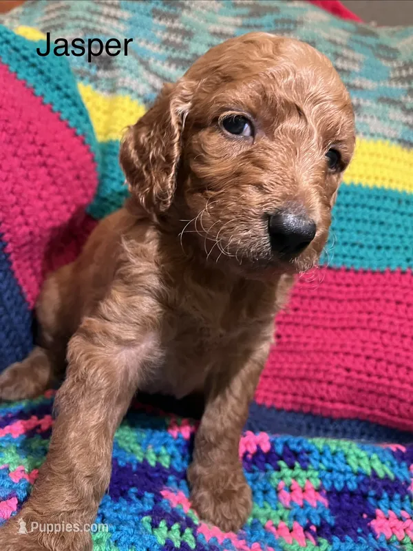 Jasper – Goldendoodle puppy for sale in Liberal, MO
