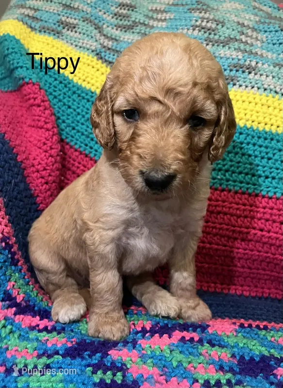 Tippy – Goldendoodle puppy for sale in Liberal, MO