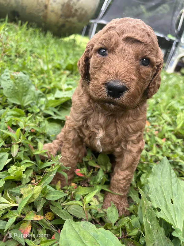 Lightning  – Goldendoodle puppy for sale in Liberal, MO