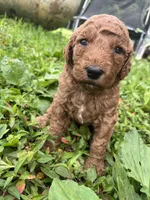 Lightning , a male Goldendoodle for sale in Liberal, MO – 1 of 1