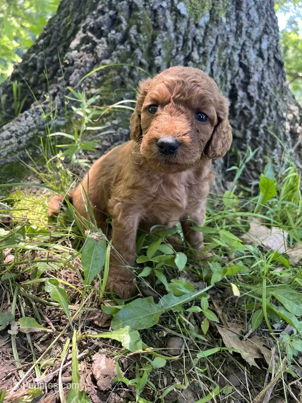 Mocha – Goldendoodle puppy for sale in Liberal, MO