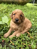 Tippy, a male Goldendoodle for sale in Liberal, MO – 1 of 1