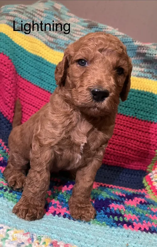 Lightning  – Goldendoodle puppy for sale in Liberal, MO
