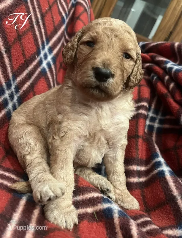 TJ – Goldendoodle puppy for sale in Liberal, MO