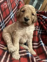 TJ, a male Goldendoodle for sale in Liberal, MO – 1 of 1