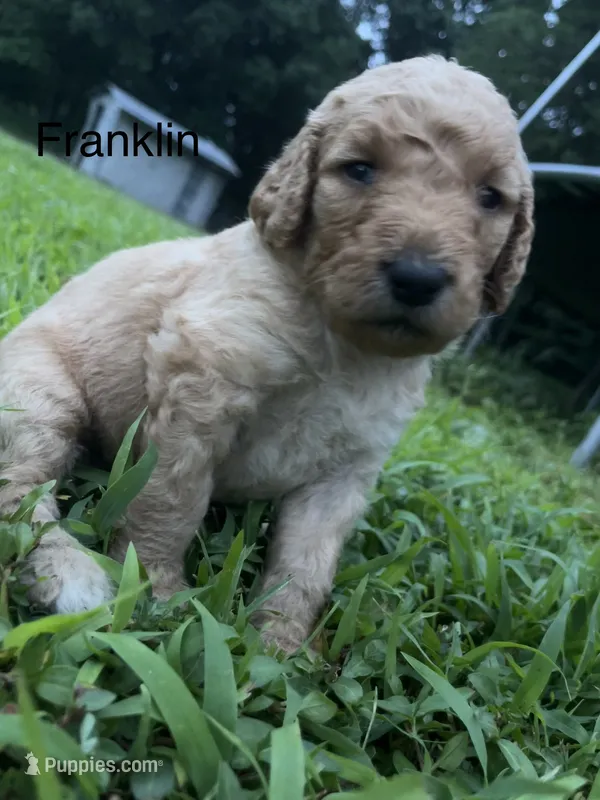 Franklin  – Goldendoodle puppy for sale in Liberal, MO