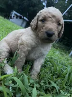 Franklin , a male Goldendoodle for sale in Liberal, MO – 1 of 1