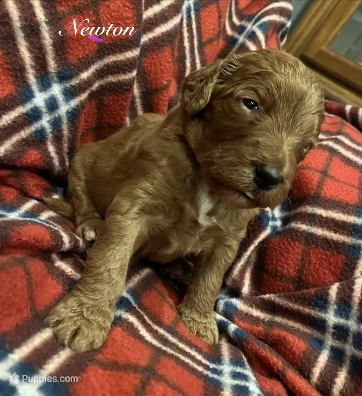 Newton – Goldendoodle puppy for sale in Liberal, MO
