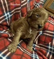 Newton, a male Goldendoodle for sale in Liberal, MO – 1 of 3